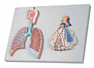 Human Respiratory System with Magnified Alveolus